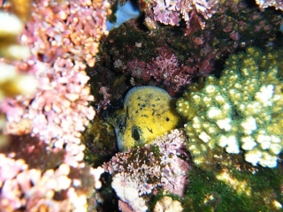  reefs and nature 